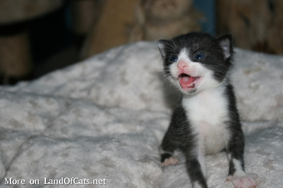 Adorable Kitten!