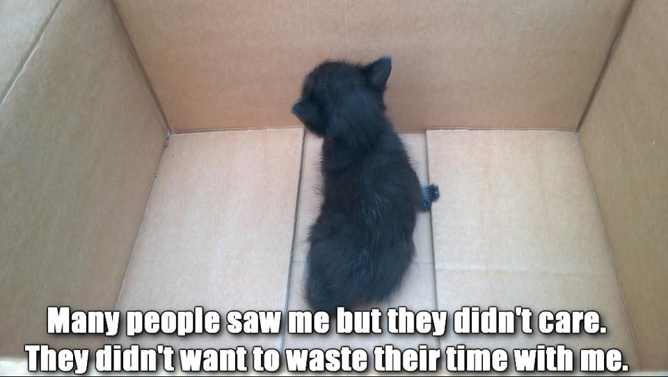 A Black Kitten Was Found Abandoned In a Box. A Few Years Later…