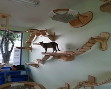 Guy Makes The Most Amazing Feline Jungle Gyms!